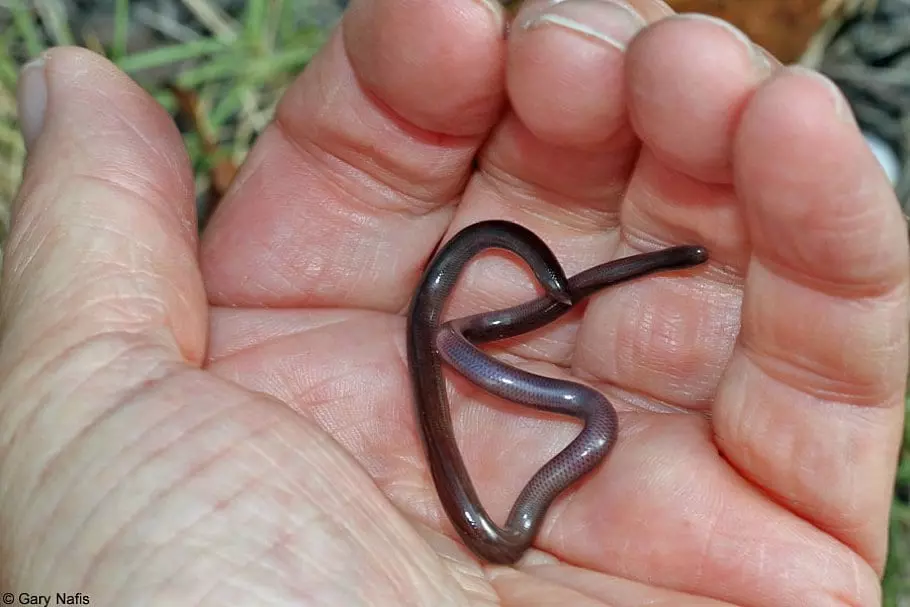 Brahminy Blind Snake