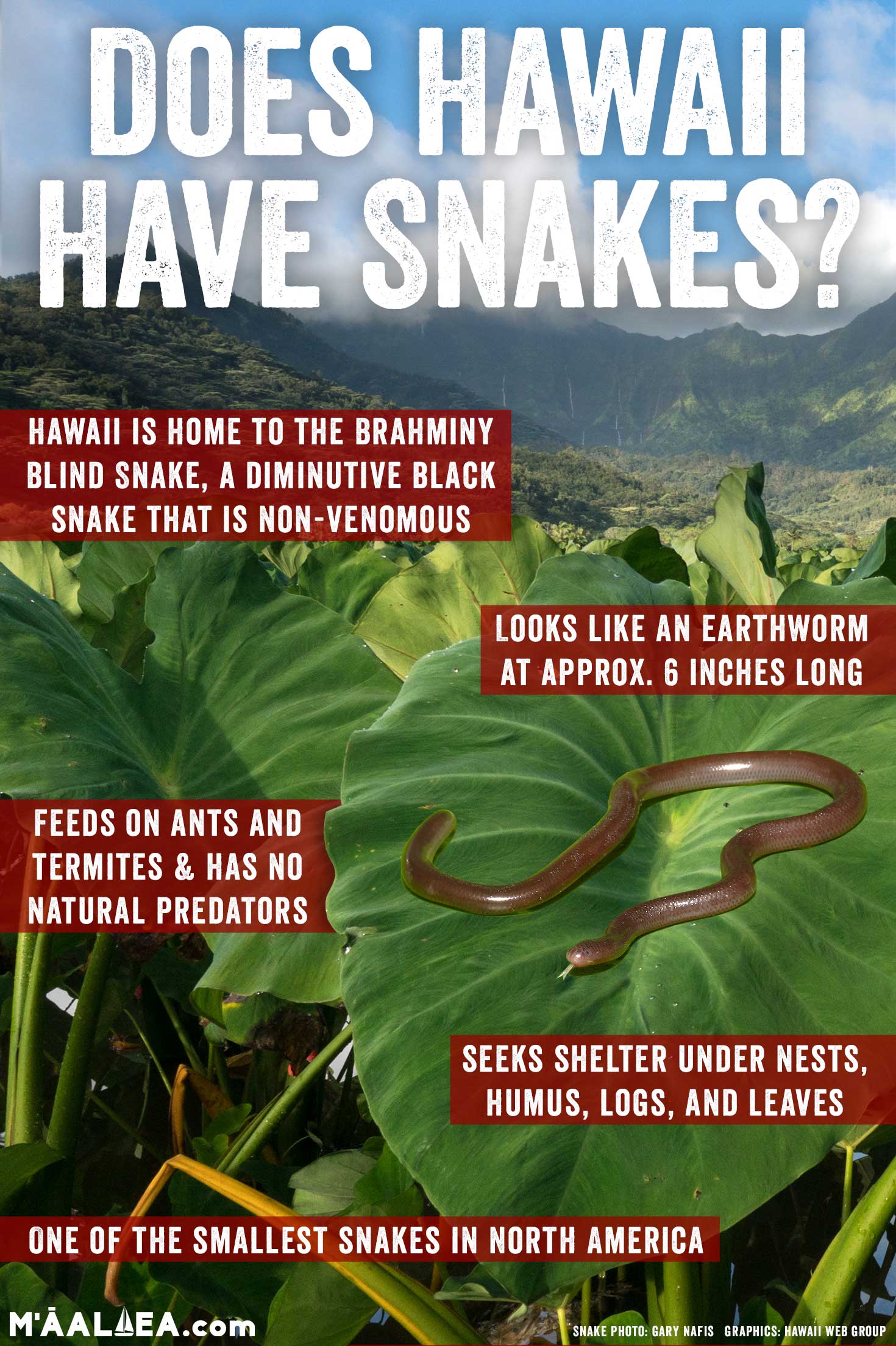 Does Hawaii have snakes?
