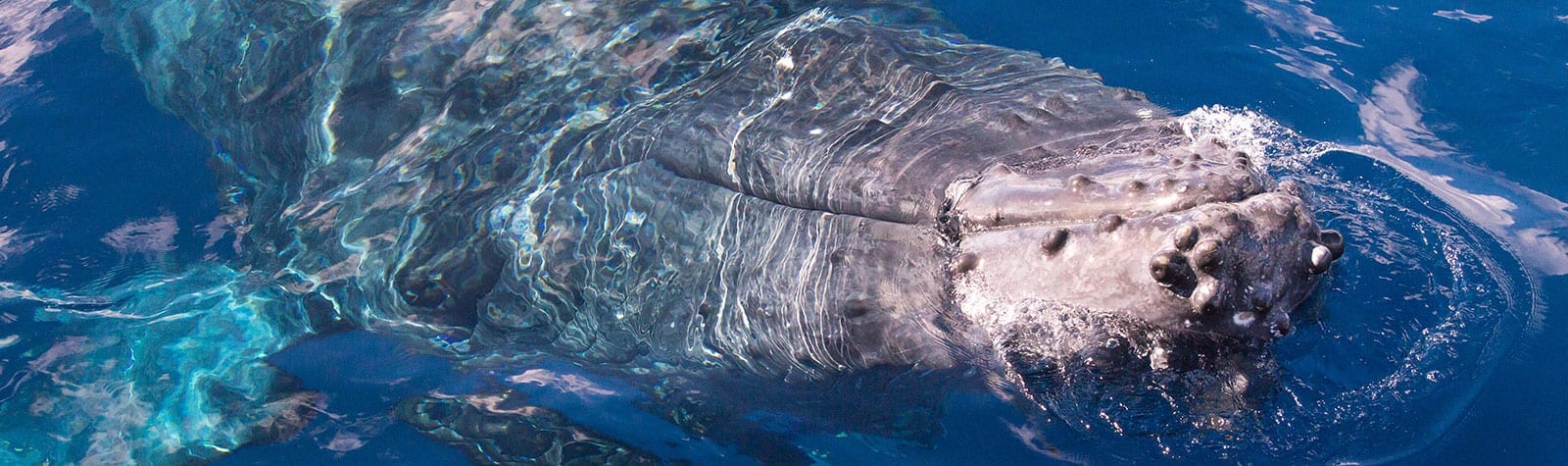 INSANE Maui whale watch! Mind-Blowing!