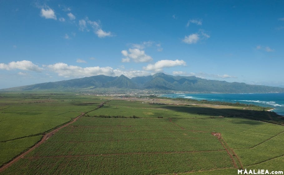 Maui sugarcane fields