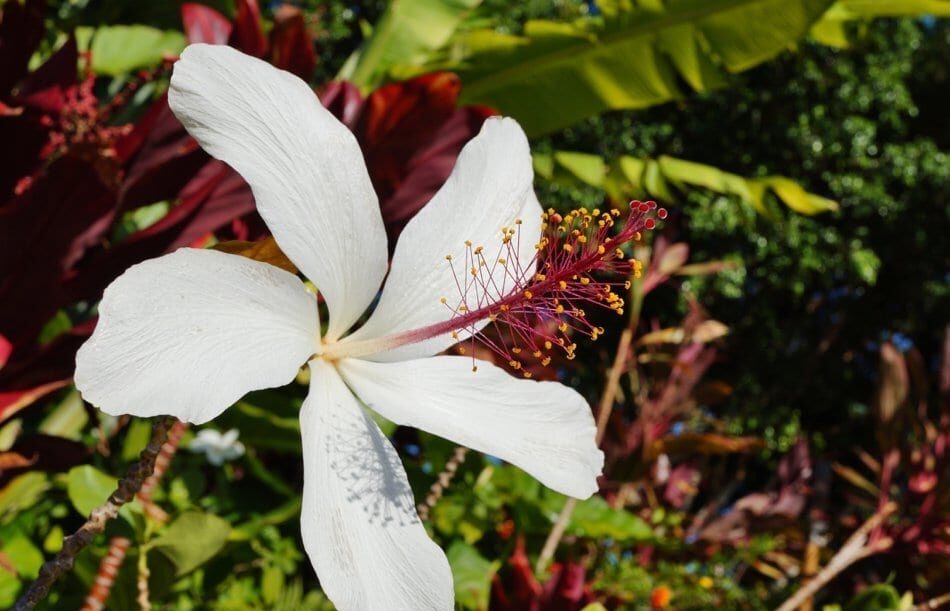 Maui hibiscus