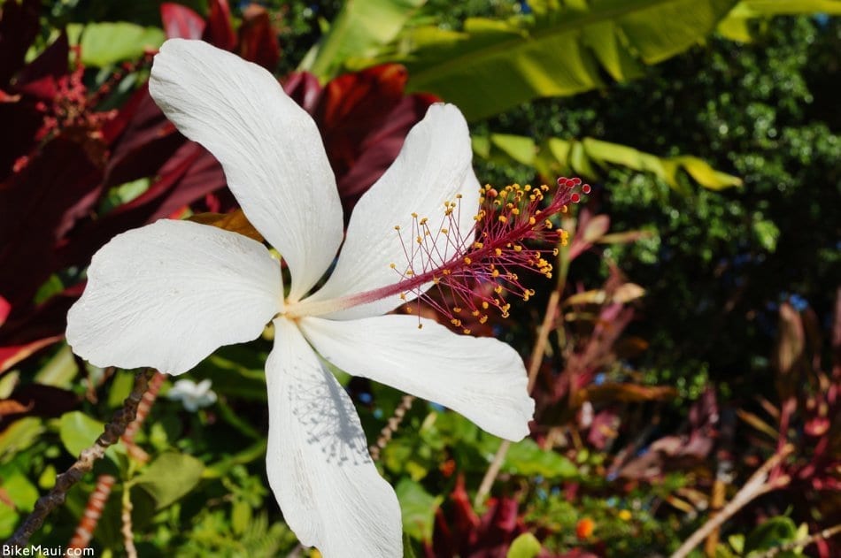 Maui hibiscus
