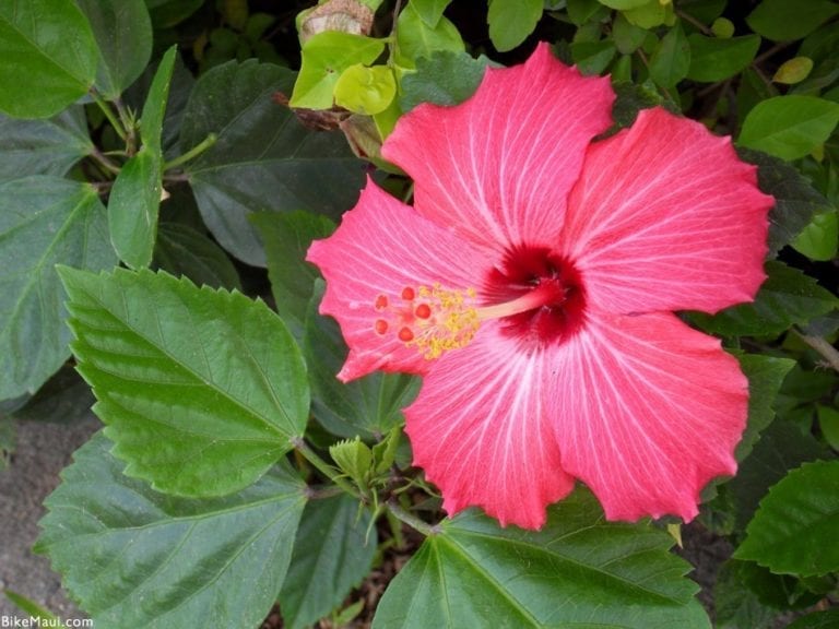 Maui Plant of the Month: Hibiscus