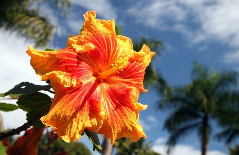 bright orange hibiscus