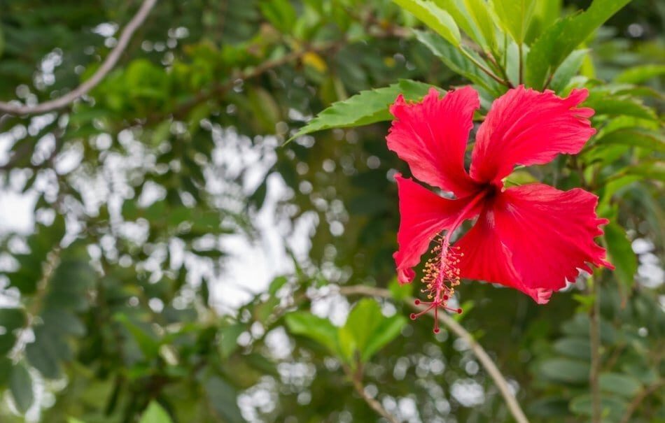 chinese hibiscus