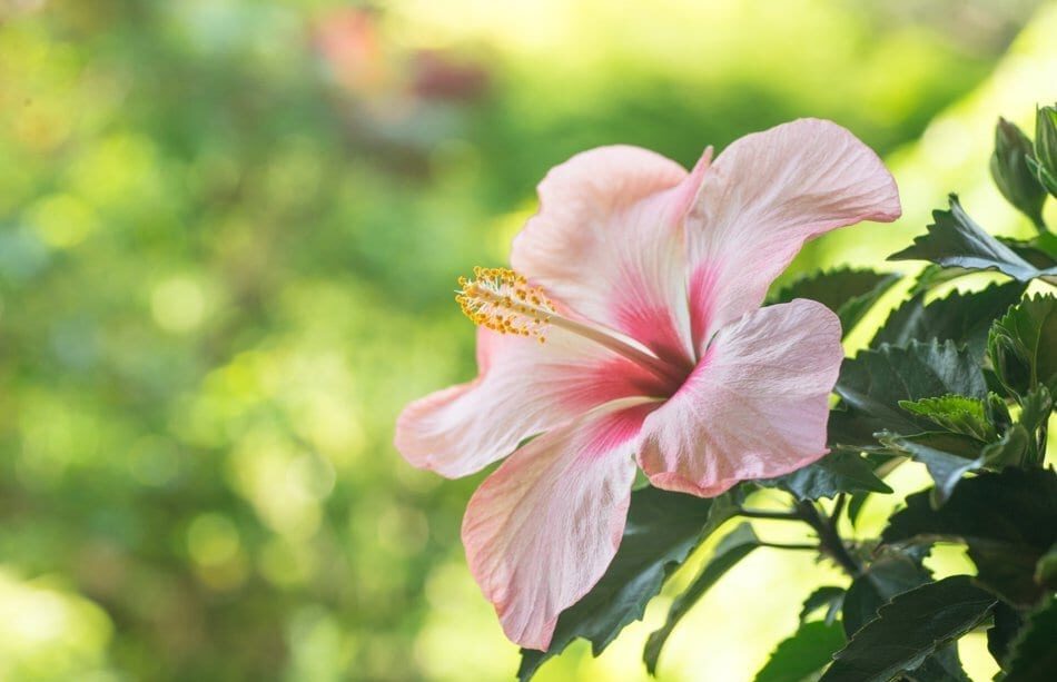 delicate hibiscus