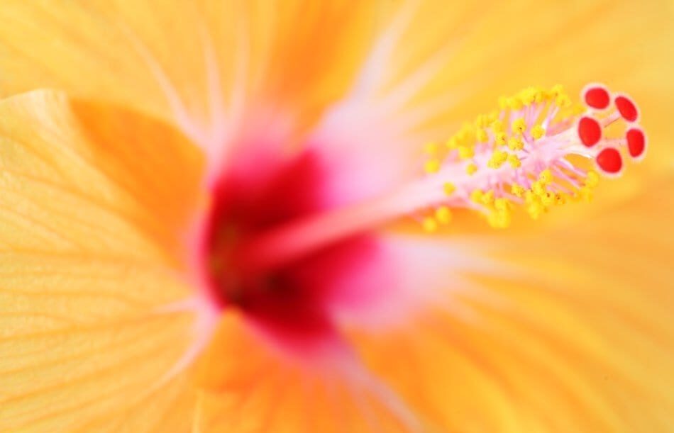 Hawaii Hibiscus