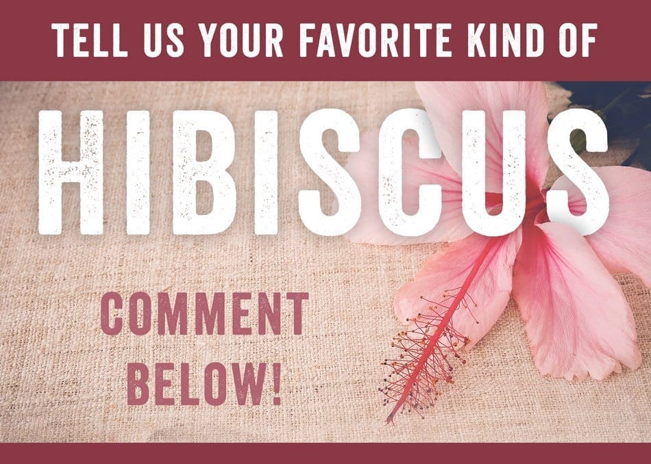 hibiscus comment
