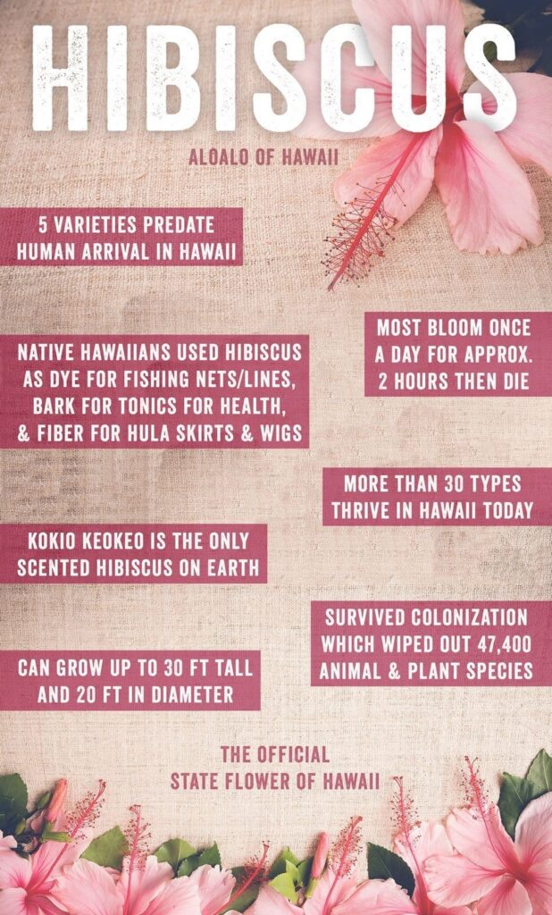 hibiscus facts