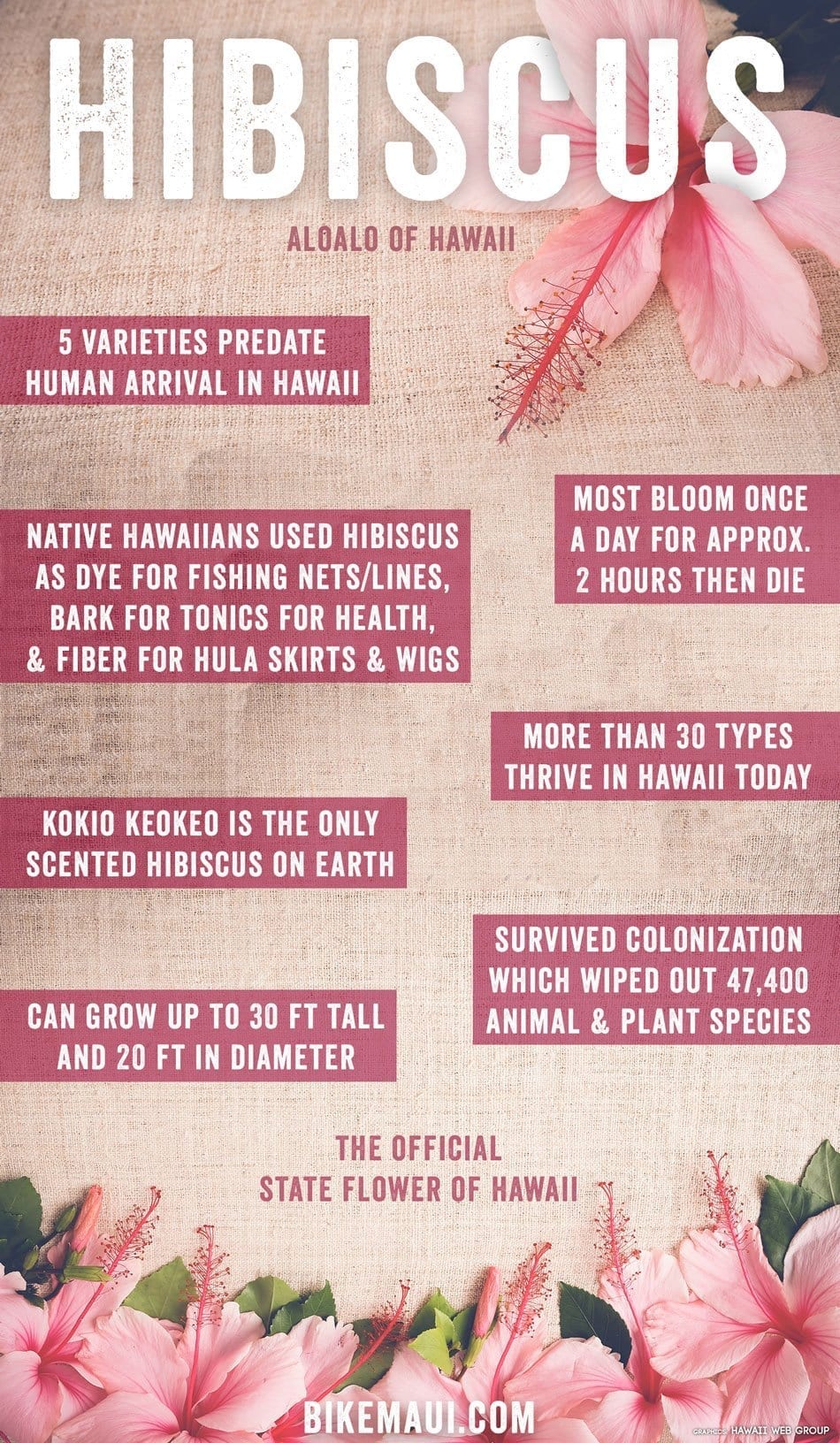hibiscus facts