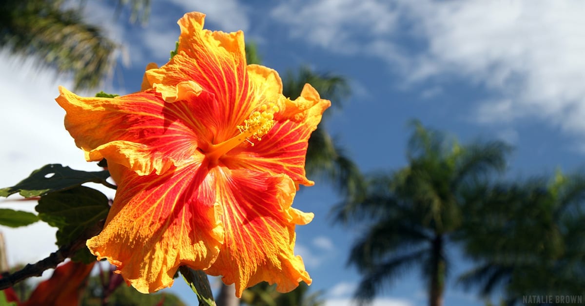 Maui Plant of the Month: Hibiscus
