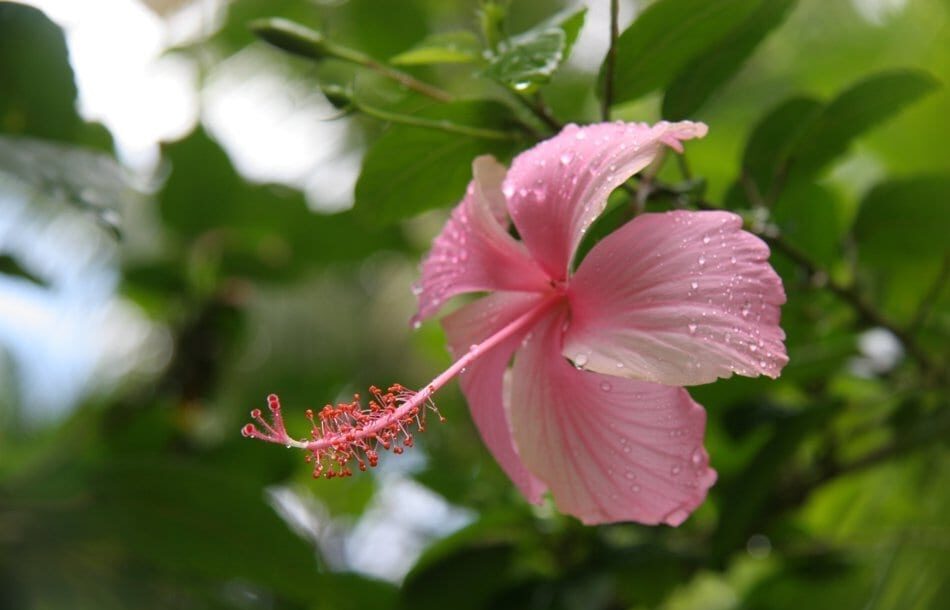 pink hibiscus flower
