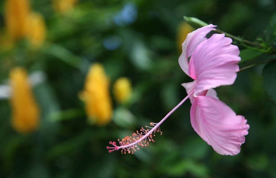 pink Kauai hibiscus