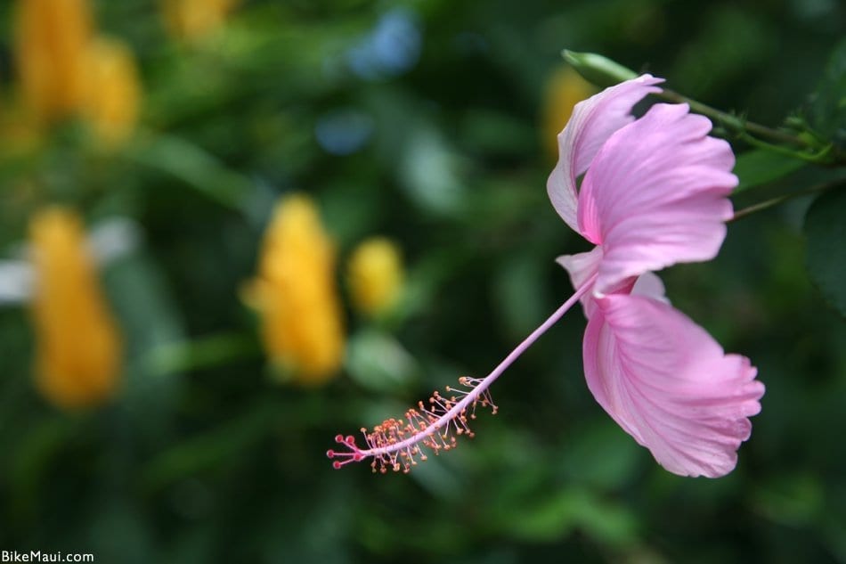 pink Kauai hibiscus