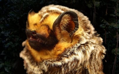 Maui Fauna of the Month: Hawaiian Hoary Bat
