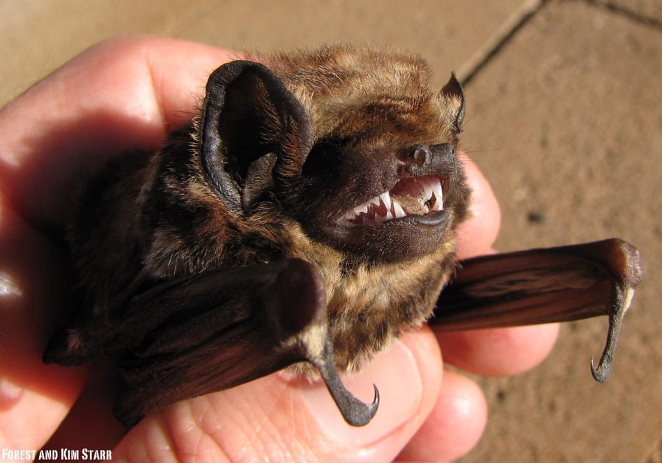 haory bat