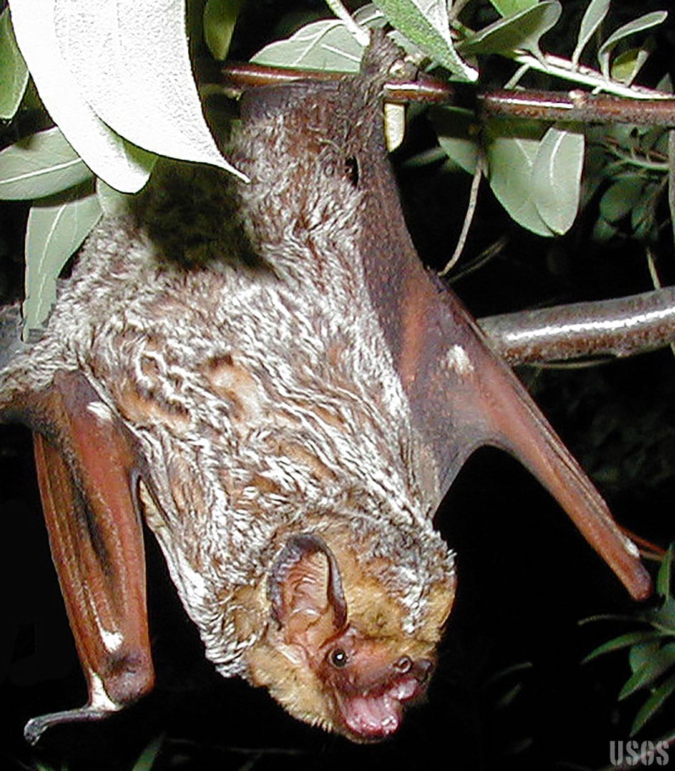 Hawaiian Bat