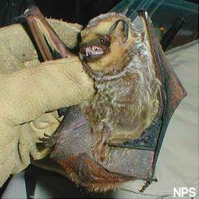 hoary bat bat