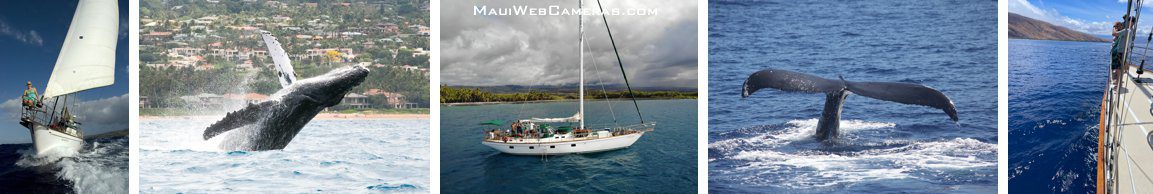 Maalaea whale watch on yacht