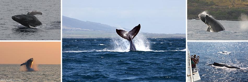 Lahaina Town Whale Watch