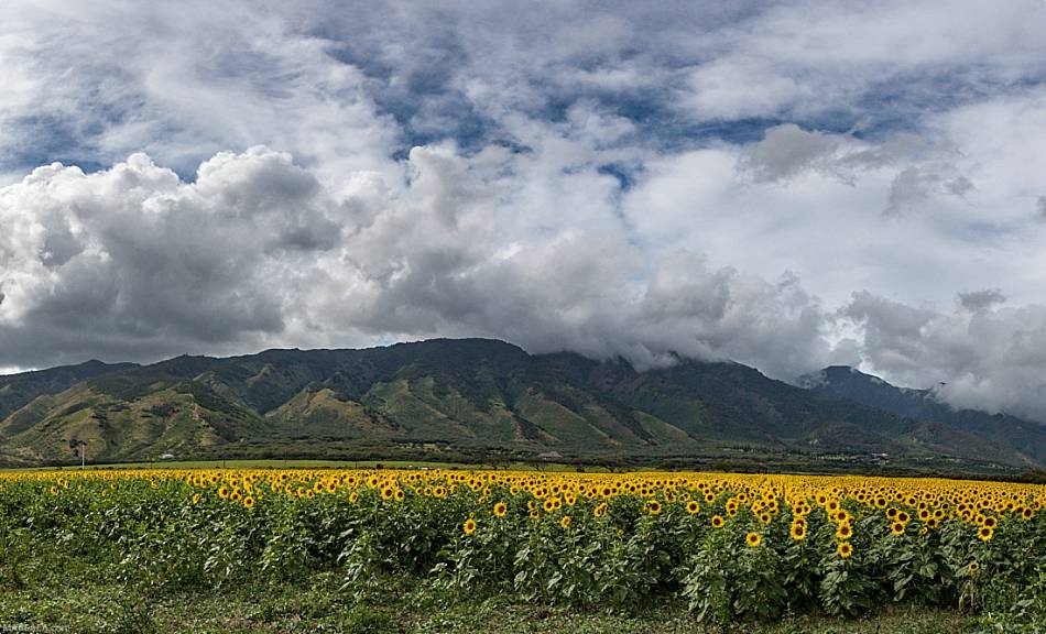 Maui Sunflower Fields Mountains