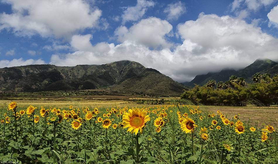 Maui Sunflower Fields Roadside