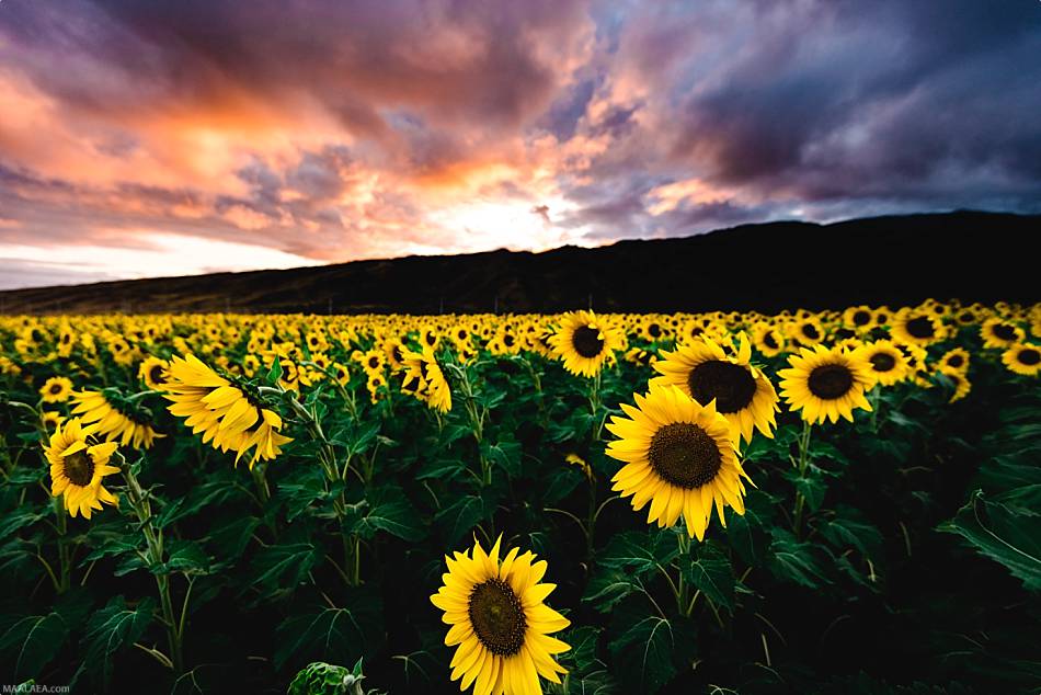 Maui Sunflower Fields Sunset
