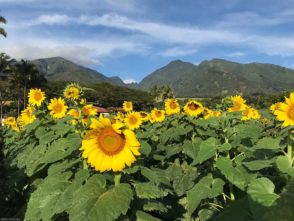 Maui Sunflower Fields Tropical Plantation