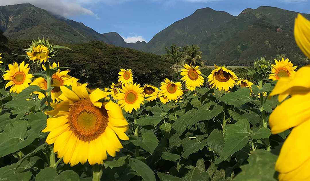 Everything You Need to Know About Maui’s Sunflower Fields in Maalaea