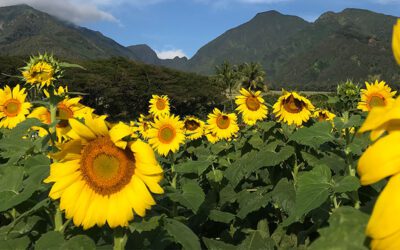Everything You Need to Know About Maui’s Sunflower Fields in Maalaea